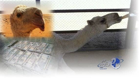 من سلالة " الكنق" : السعوديه تشهد صفقة بيع أغلى حوار ناقة بالعالم