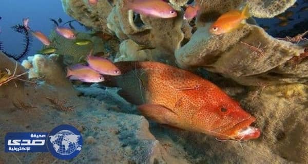 بالفيديو.. معركة شرسة بين سمكة جمبري وأخرى تحت الماء