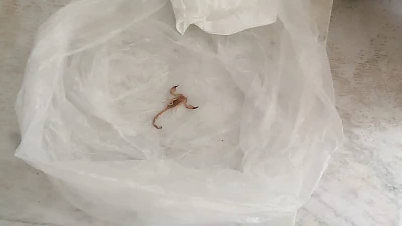 صورة.. مواطن يعثر على عقرب بمنزله للمرة الخامسة: "ما بقى شي ما سويناه"