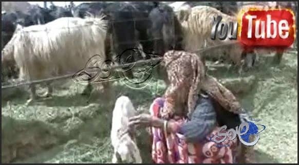 بالفيديو : مُعمره سعودية تبحث عن مرعى لأغنامها وسط مضايقات من البلدية والزراعه
