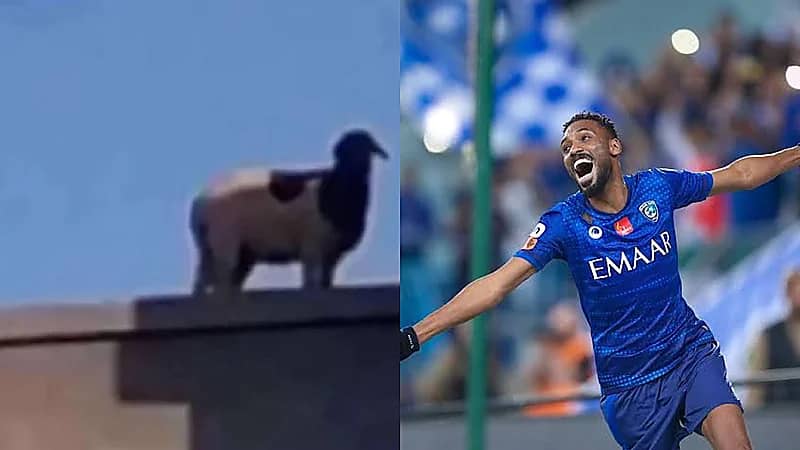 جحفلي يمازح خروف يقف أعلى أحد الأسوار في عيد الفطر والجمهور الرياضي يضحك