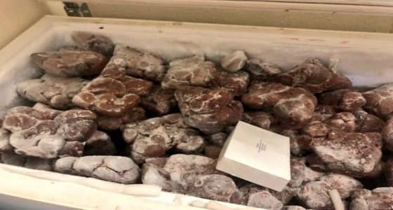 بالصور.. ضبط ملحمة تبيع أغذية فاسدة في شقة سكنية بأحد