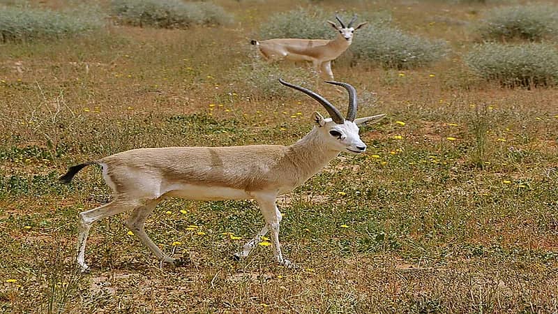 بالفيديو.. أنشطة سياحية جديدة بمحمية الأمام عبدالعزيز بن محمد