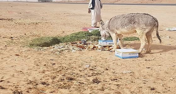 مواطن يعالج " حمار كسير " على نفقته الخاصة شرق الدوادمي