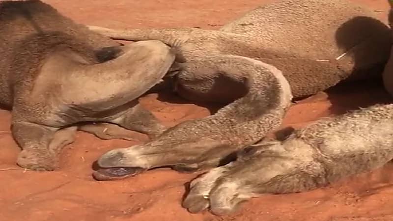 بالفيديو .. صاعقة تقتل عدد من الإبل شمال الأرطاوية