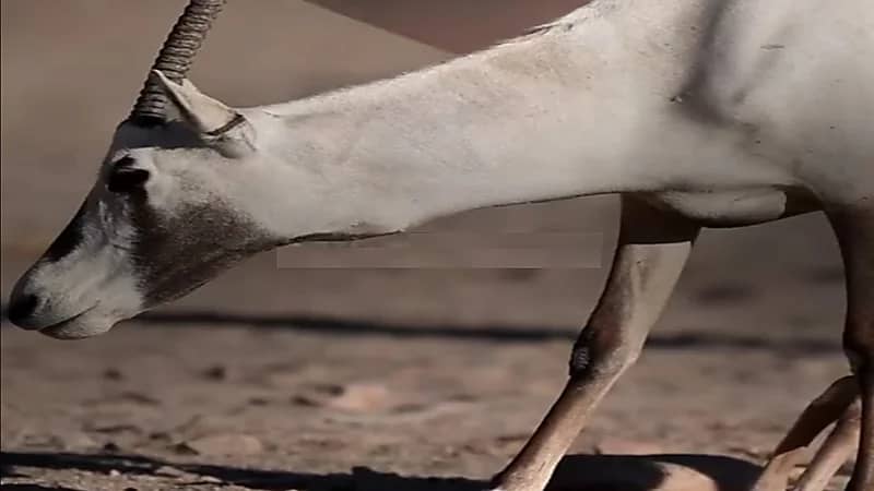 ولادة أول مجموعة من صغار المها العربي في براري نيوم .. فيديو