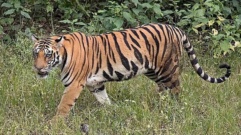 نمر ينقض على صيادين ويصيب أحدهم