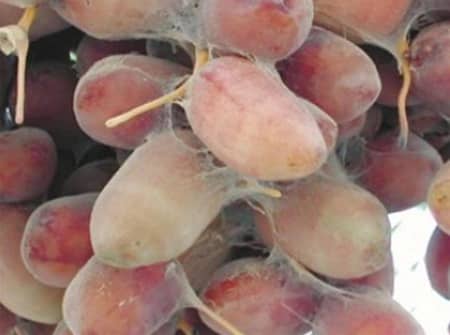 «الري» تحذّر من استخدام مبيدات «غير مأمونة» لمكافحة «حلم غبار النخيل»