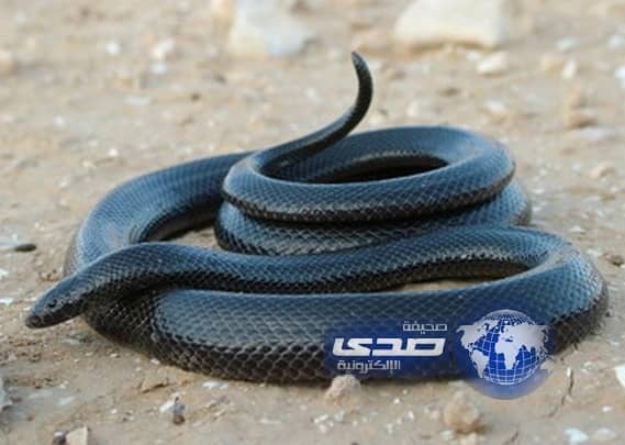 الثعبان الاسود يلدغ فتاة عشرينية بمركز ثربان ويدخلها العناية المركزة 