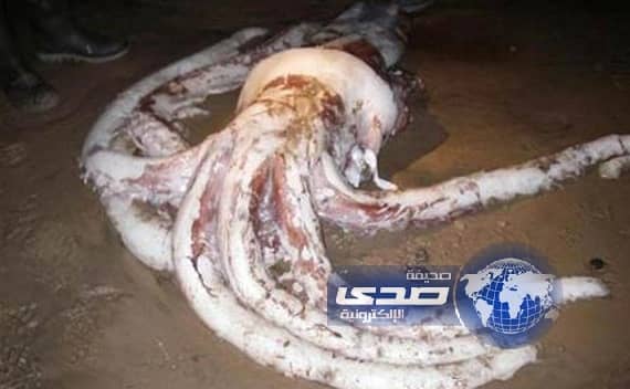 ظهور حبار عملاق يشبه الكائنات الفضائية بخليج المكسيك 