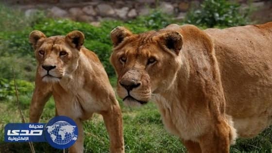 بالصور.. أمريكيون يتسببون في عٌقم أسود أبن صدام حسين