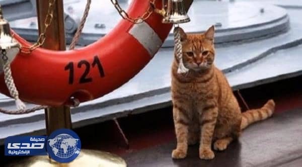 " قطة " تُسافر من روسيا لسوريا بسفية حربية