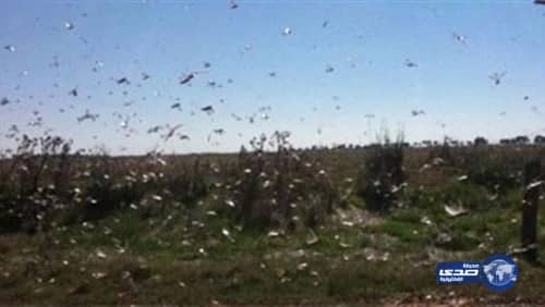 مخاوف مصرية من هجوم أسراب الجراد