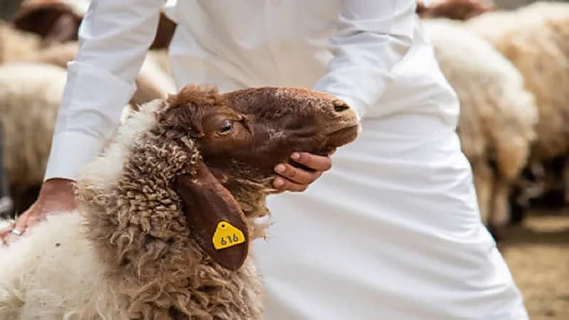 رئيس رابطة المواشي: ما نشر عن وصول الأسعار لـ3 آلاف ريال غير صحيح