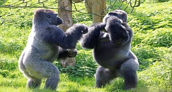 بالصور.. مشاجرة بين غوريلتين بسبب الطعام