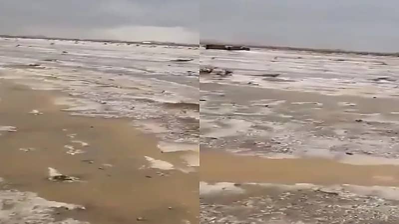 فيديو يكشف عن بردية الرفايع بحائل