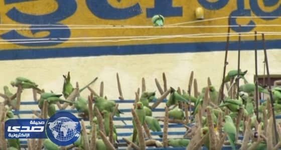 بالفيديو.. رجل يطعم 3 آلاف طائر يوميًا