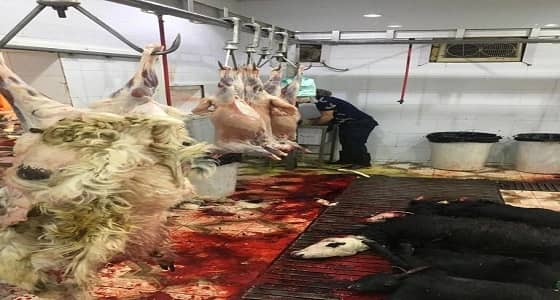 بالصور.. بلدية أحد تضبط مسلخ يزاول الذبح بدون تصريح