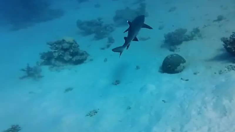 بالفيديو .. إنقاذ سمكتي قرش عالقتين في أحد فخاخ الصيد المهملة