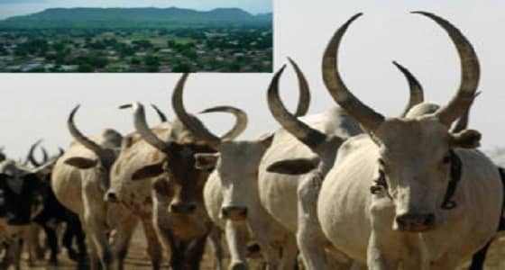 إلزام شخصين بدفع 62 رأسا من الأبقار دية وفاة عقيد جنوب السودان