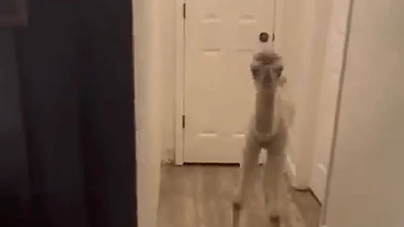 بالفيديو.. فتاة ترعى حوار في منزلها وتثير جدلاً واسعًا