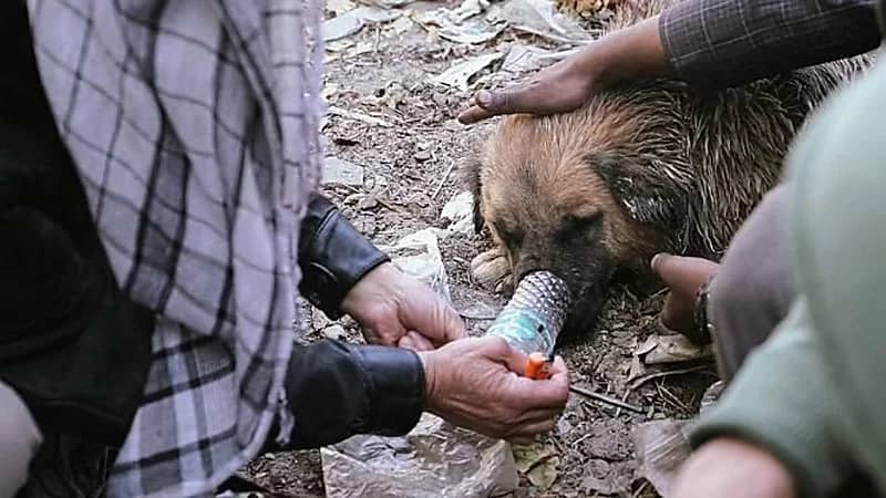 بالصور.. كلاب يتعاطون الهيروين