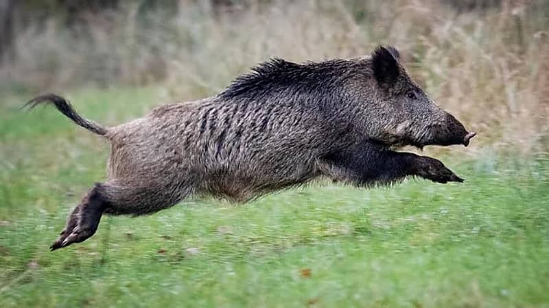 امرأة تتعرض لهجوم وحشي من خنزير على شاطئ البحر