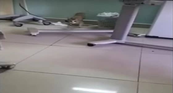 بالفيديو.. قطة تتجول داخل قسم العناية للأطفال بمستشفى حائل