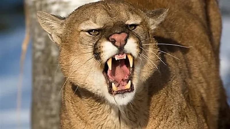 سيدة تخلص ابنها من أنياب أسد جبلي