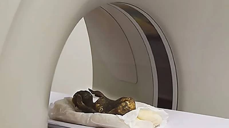 شاهد.. ظهور حورية بحر عمرها ٣٠٠ عام