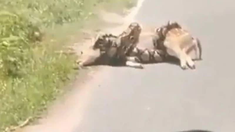 بالفيديو .. أفعى عملاقة تلتف حول غزال وكادت تفتك به