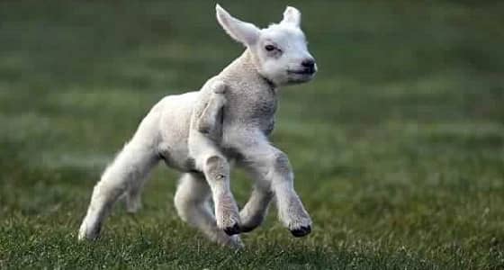 بالصور.. ولادة نادرة لحمل بخمسة أرجل ونصف