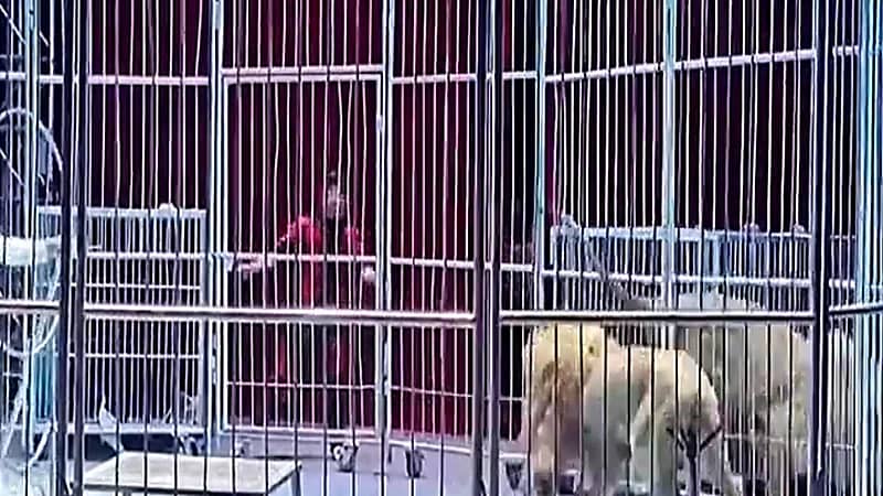 بالفيديو .. لحظة فرار أسدين من سيرك