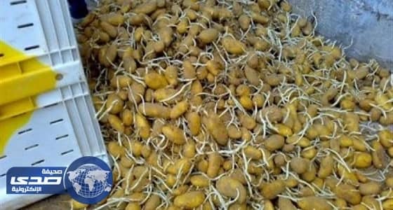أمانة الشرقية تعدم ٣٦ طن بطاطس فاسدة