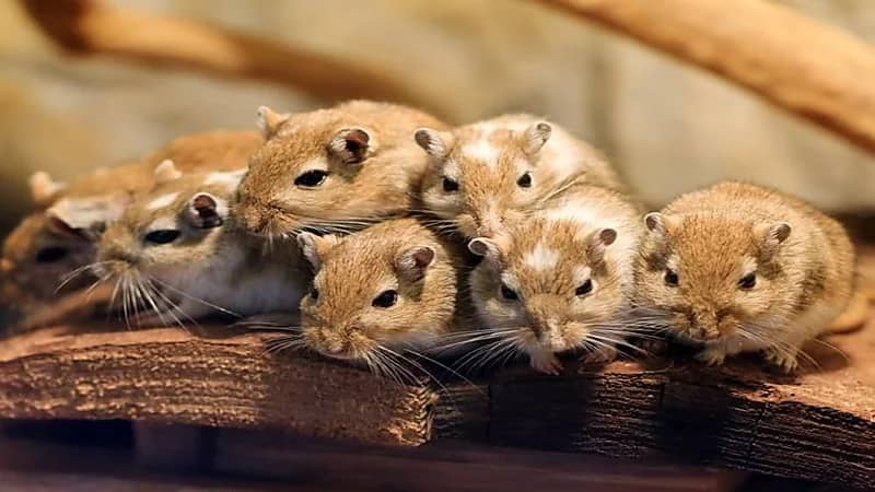 القوارض تنقل مسببات الأمراض الفطرية الخطيرة