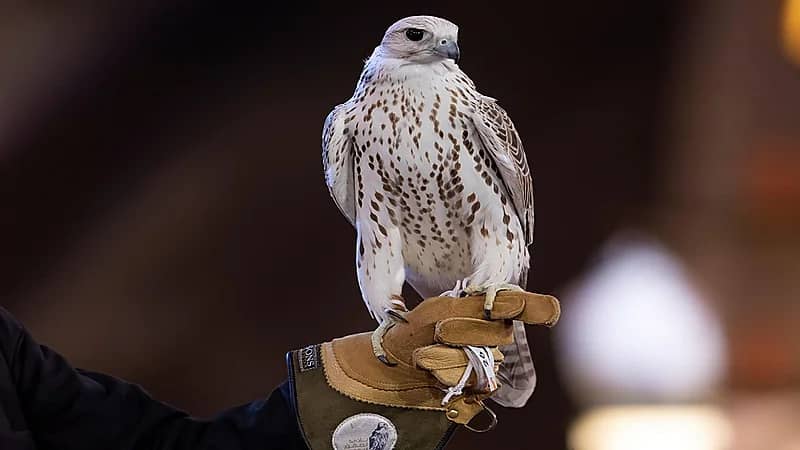 صور.. تتويج أجمل 6 صقور بمسابقة المزاين