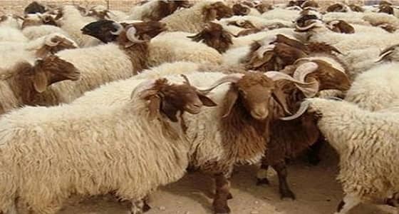 بيطري يحذر من كارثة تصيب الأغنام مع بدء انخفاض الحرارة 