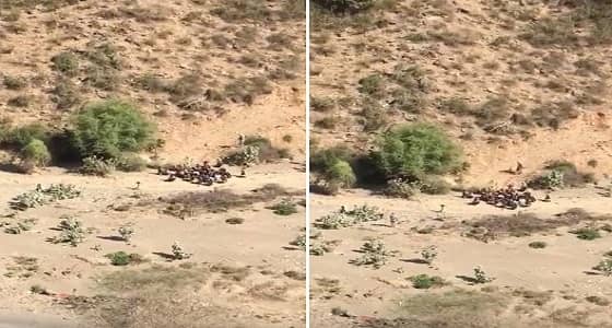 فيديو.. لحظة إحباط حرس الحدود لمحاولة تسلل مجهولين إلى أراضي المملكة