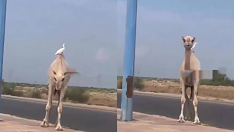 مشهد رومانسي بين بطة وجمل يستمتعان بالأجواء الرائعة في صبيا .. فيديو