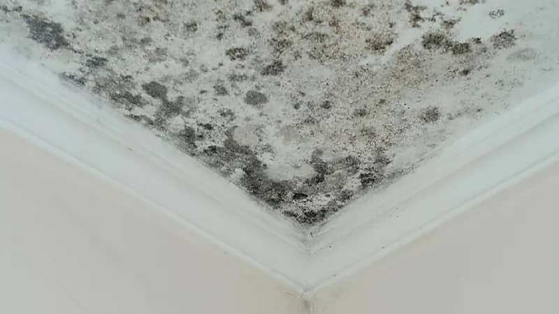 إصابة أسرة بأمراض صدرية إثر تسرب العفن في المنزل