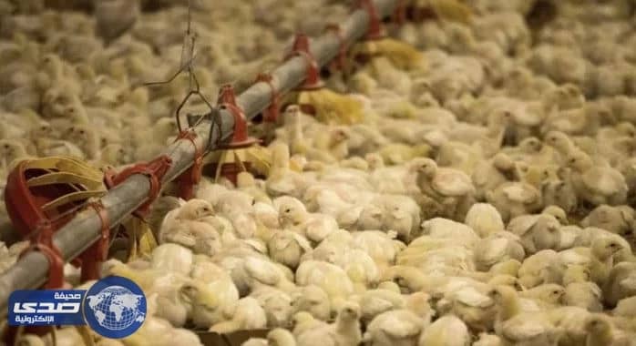 " البيئة " تكشف تفاصيل رفع حظر استيراد الطيور الحية