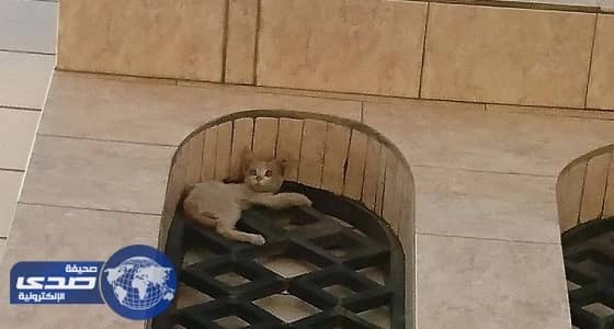 بالصور.. الدفاع المدني بالطائف ينقذ " قطة " عالقة