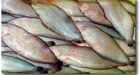 بالفيديو..  " ودي أصدق بس قوية " .. مصري يحاول إقناع سعودي بـ " سمك موسى "