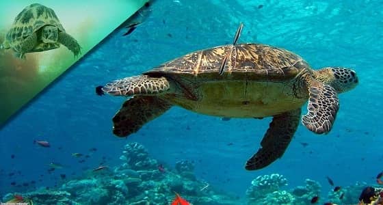 سلحفاة بحرية تقتل 8 أطفال في مدغشقر