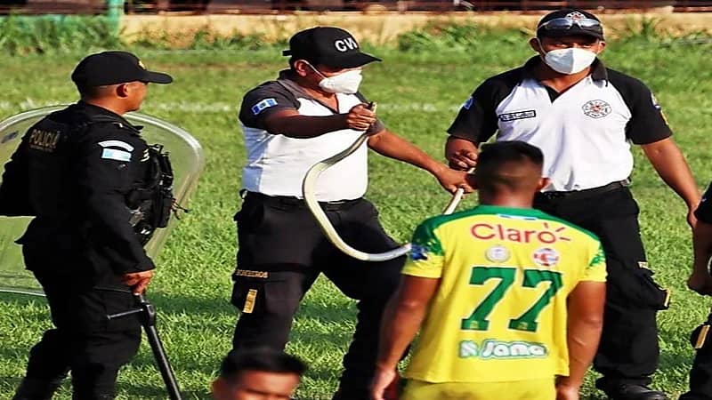شاهد.. ثعبان عملاق يقتحم أحد الملاعب ويوقف المباراة
