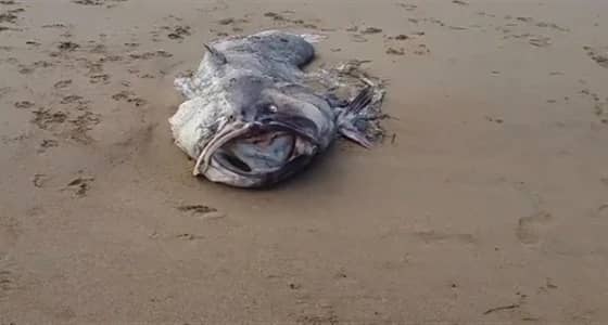 نفوق وحش غامض بطول 2 متر في أستراليا