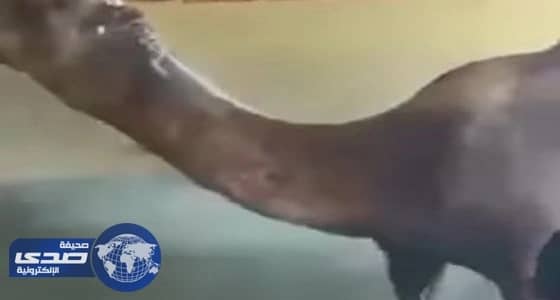 بالفيديو.. أطفال يغسلون جمل بالمياه في مغسلة سيارات