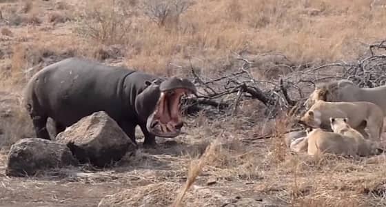 بالفيديو.. مشهد غريب لفرس نهر يلتهم وجبة أسود