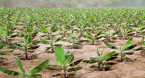 6 أهداف رئيسية لتشجير جوانب الطرق وتنمية الغطاء النباتي بجازان