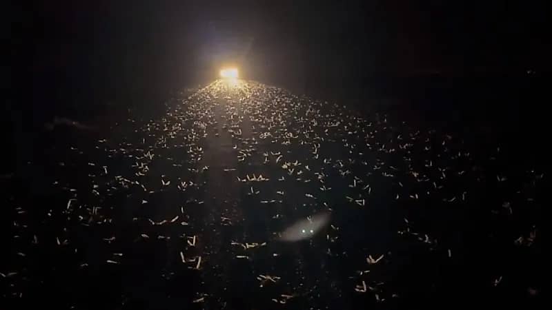 بالفيديو..كميات هائلة من الجراد الصحراوي تحط في القصيم